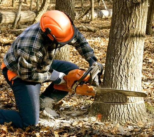 Tree Removal in Brackney, PA